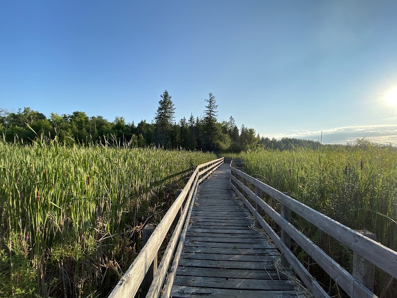 Jack Pine Trail